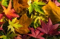 Multicolored background of autumn leaves. Red, yellow,  green and brown leaves lie on the grass. Autumn background Royalty Free Stock Photo