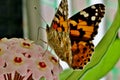 Multicolored beautiful butterfly on small pink flowers Royalty Free Stock Photo