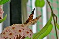 Multicolored beautiful butterfly on small pink flowers Royalty Free Stock Photo