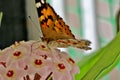 Multicolored beautiful butterfly on small pink flowers Royalty Free Stock Photo