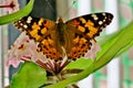 Multicolored beautiful butterfly on small pink flowers Royalty Free Stock Photo