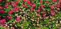 Multicolored beautiful flower bed Royalty Free Stock Photo