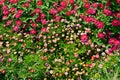 Multicolored beautiful flower bed Royalty Free Stock Photo