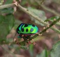 A multicolored beautiful insect