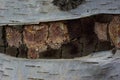 Multicolored birch texture with partially peeled bark close-up bewitching forest patterns Royalty Free Stock Photo