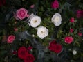 Multicolored blooming roses in a wrapper. Top view. Close-up.