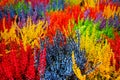 Multicolored blossoming heather (Calluna vulgaris), colorful flo