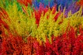 Multicolored blossoming heather (Calluna vulgaris), colorful flo