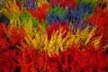 Multicolored blossoming heather (Calluna vulgaris), colorful flo