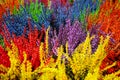 Multicolored blossoming heather (Calluna vulgaris), colorful flo