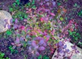 Multicolored Blueberry Bush leaves in autumn garden