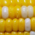 Multicolored boiled corn in close up in nature background Royalty Free Stock Photo