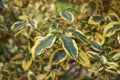 Elaeagnus pungens maculata branch