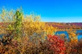 Multicolored branches