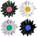 Multicolored bright classic flowers similar to a field daisy isolated
