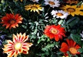 Multicolored bright flowers. Gazania.