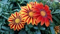 Multicolored bright flowers. Gazania.