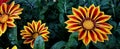 Multicolored bright flowers. Gazania.