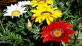 Multicolored bright flowers. Gazania.