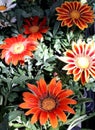 Multicolored bright flowers. Gazania.