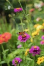 Wild bright flowers and Peacock butterfly, meadow in summer, sunny day. Picturesque colorful natural vertical background Royalty Free Stock Photo