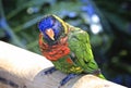 Macaw parrot colorful feathered bird Royalty Free Stock Photo