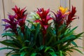 Multicolored bromelias in a greenhouse or flowerbed, floral, natural background