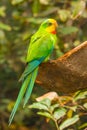 Multicolored budgies bird