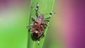 cute multicolored bug climbing on a green leaf, asian insect macro photography, nature scene in the tropical island of Phuket Royalty Free Stock Photo