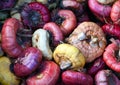 Multicolored bulbs of gladiolus flowers .