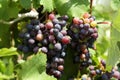 A multicolored bunch of grapes ripen on the vine under the bright sun. Closeup Royalty Free Stock Photo