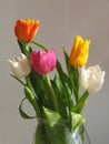 Multicolored bunch of tulips