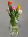 Multicolored bunch of tulips