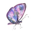 Watercolor multicolored butterfly , isolated on white background Royalty Free Stock Photo