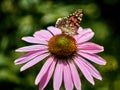 Multicolored butterfly nymphalid Admiral tastes the pink flower of echinacea