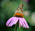 Multicolored butterfly nymphalid Admiral tastes the purple flower of echinacea