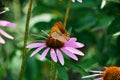 Multicolored butterfly nymphalid tastes the pink flower of echinacea