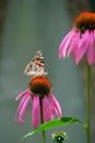 Admiral tastes the pink flower of echinacea. Bottom view. Around the stem of blurred flowers