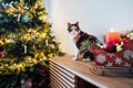 Multicolored cat with big guiltless eyes sits on the cabinet near a Christmas tree and poses for the photographer