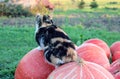 Multicolored cat hunts mice sitting on orange pumpkins, close-up Royalty Free Stock Photo