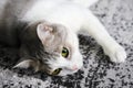 Multicolored cat lies on a gray carpet