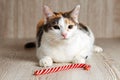 A multicolored cat lies near a candy cane and looks with narrowed eyes in disbelief