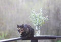 Multicolored cat sitting on wooden railing near the spring bouquet of cherry tree branches Royalty Free Stock Photo