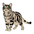 Multicolored cat vector icon on a white background. Animal lustration isolated on white. Kitty realistic style design