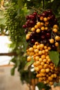 Multicolored cherries strung on a stick hanging on grapes