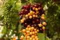 Multicolored cherries strung on a stick hanging on grapes