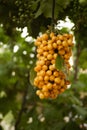 Multicolored cherries strung on a stick hanging on a green tree