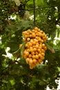 Multicolored cherries strung on a stick hanging on a green tree