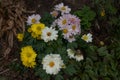 Multicolored chrysanthemums, Chrysanthemum \'Trio\', bloom in the garden in September.. Berlin, Germany