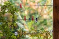 Multicolored clothespins on the clothesline. Colorful pegs on the green blurred background Royalty Free Stock Photo